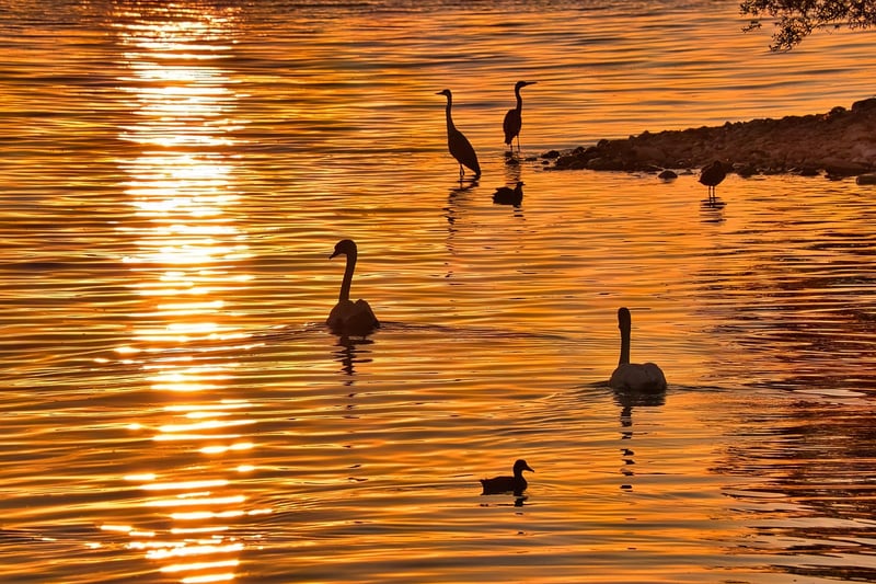 Silent Dialogue in Nature
